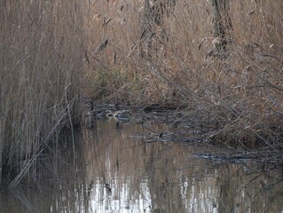Greylag goose family