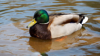 Fototapeta premium male wild duck swims in the water in the river on a sunny day in spring