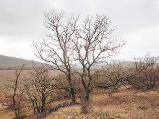Fototapeta na wymiar A dry tree on an autumn landscape in a mountainous area.