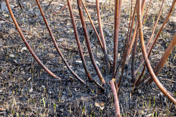 Burnt trees after a forest fire