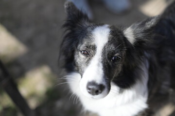 intelligent melancholic black-and-white Border Collie dog looks up thoughtfully. Dog close up portrait copy space.