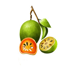 Bael Fruit Aegle marmelos isolated. Dry slices and fresh fruit of bael. Aegle marmelos, bael, bhel, also Bengal quince, golden apple, Japanese bitter orange, stone apple, or wood apple. Digital art.