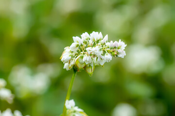 Buckwheat, Fagopyrum esculentum, Japanese buckwheat and silverhull buckwheat blooming on the field. Close-up flowers of buckwheat