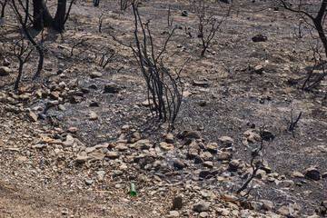 Environmental damage after forest fire