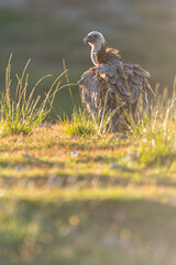A griffon vulture (Gyps fulvus)