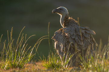 A griffon vulture (Gyps fulvus)