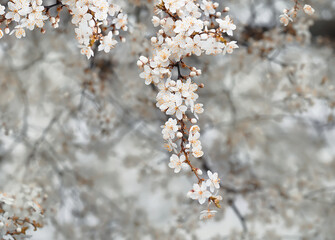 branches with white delicate spring flowers of fruit tree. Cherry flowering. Delicate artistic photo. selective focus.
