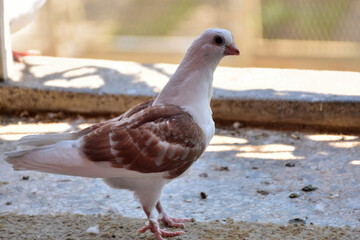 Young pigeon standing on the balcony on a sunny spring day. Dove of the Djulija breed with brown wings