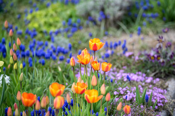 Bunter Frühlingsgarten mit Tulpen