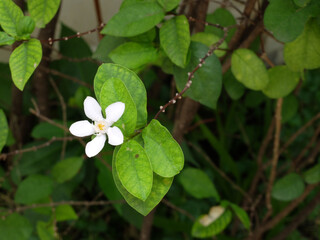 Water jasmine flower in the garden