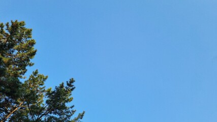 Space between the blue sky and the pine tree