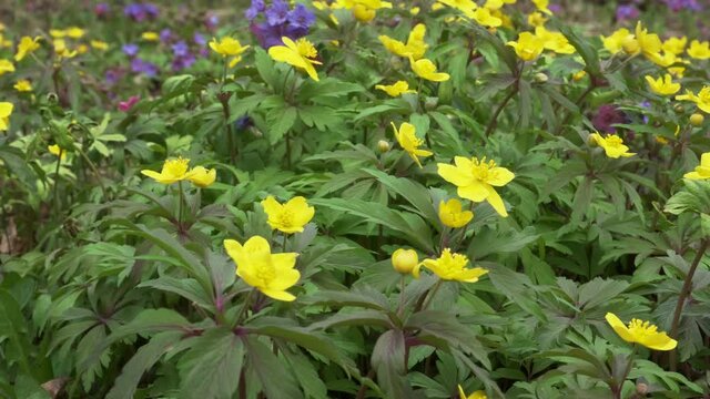 Video close-up of a blooming yellow anemone in spring against a background of blue flowers in the forest. Static camera frames. Beautiful yellow flowers of anemone primrose ranunculoides.