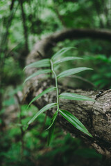 Trees in the forest.