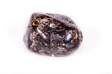 Macro mineral agate fossil fossilized with fossilized turtles on white background