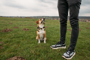 beagle dog sitting on a green field