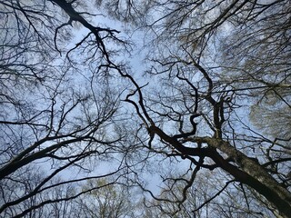 tree branches against blue sky