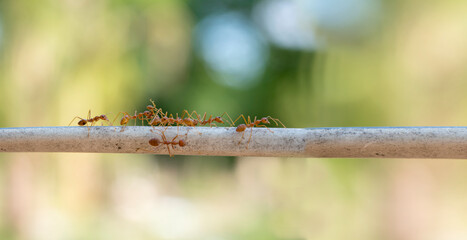 Ants climbing on the vine under warm light in the morning.