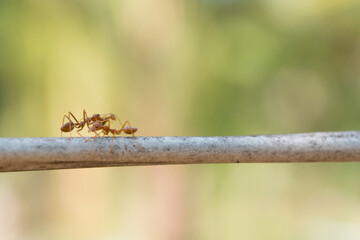 Ants climbing on the vine under warm light in the morning.
