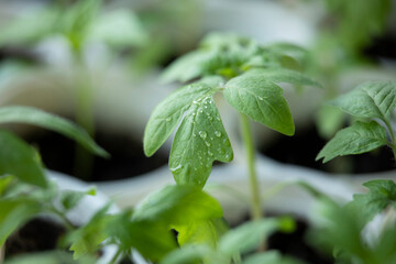 Homemade tomato seedlings in pots. Lots of small tomato bushes. For planting in a greenhouse