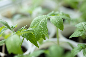 Homemade tomato seedlings in pots. Lots of small tomato bushes. For planting in a greenhouse