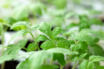 Homemade tomato seedlings in pots. Lots of small tomato bushes. For planting in a greenhouse