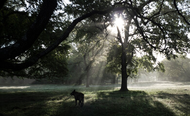 Fototapeta premium Dog in a field with trees and sunbeams, lost dog, dog passed, sorrow with a pet, aged pet