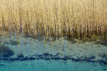 Reed bed template texture background
