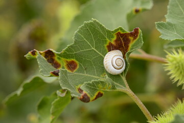 lıttle animals macro shotin the nature