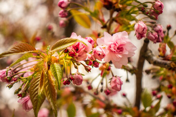 Cherry Blossom with Soft focus, Sakura season in korea,Background