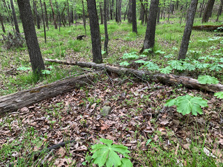 footpath in the forest