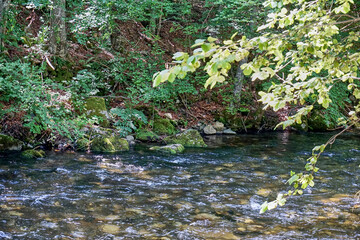 Obraz na płótnie Canvas River flowing through the forest