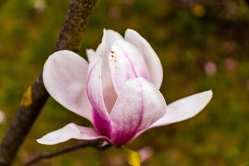 Magnolia flower bloom on background of blurry Magnolia flowers on Magnolia tree.