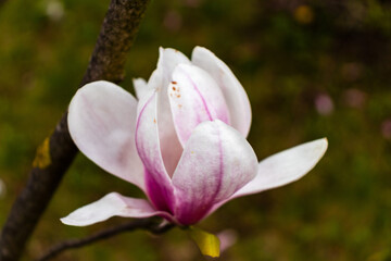 Magnolia flower bloom on background of blurry Magnolia flowers on Magnolia tree.