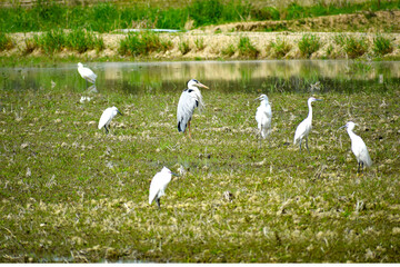 水田に集まるサギ