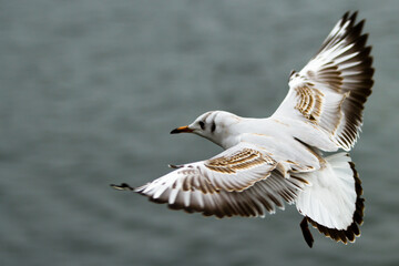 A bird flying over a body of water