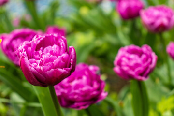 colorful holiday or birthday background with beautiful shaggy edged fuzzy pink tulips flowerbed