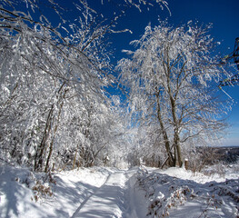 Winter forest after snowfall in the mountains