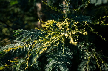 green fern in the forest