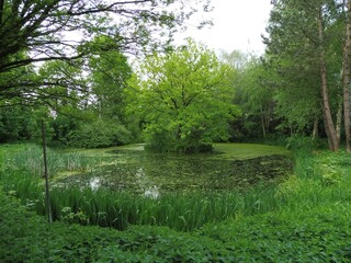 Teich in Westerhorn