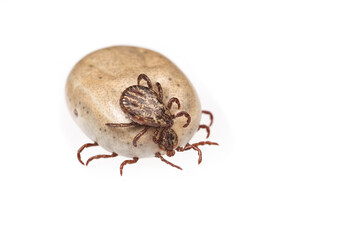 Bloated tick isolated on white background.