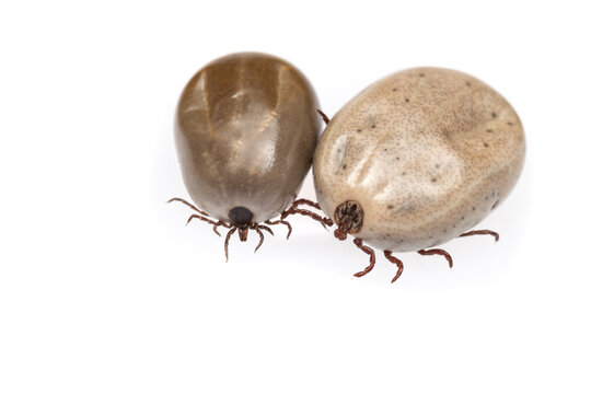 Bloated ticks isolated on white background