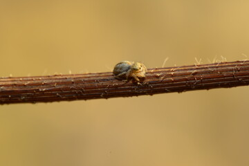 lıttle animals macro shotin the nature