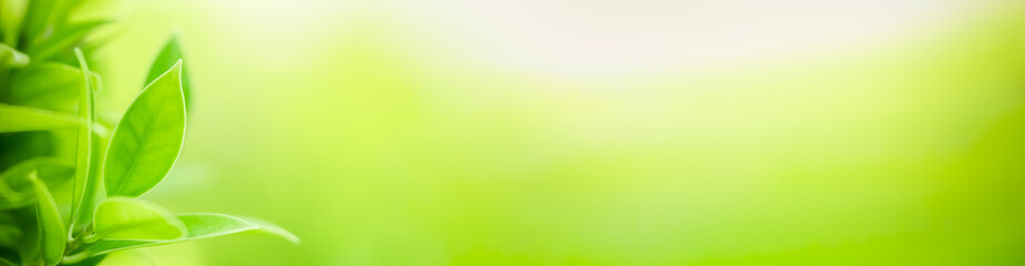 Nature of green leaf in garden at summer. Natural green leaves plants using as spring background cover page greenery environment ecology wallpaper