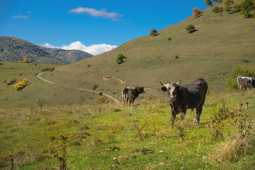 Black spotted Caucasian cows graze on a high mountain pasture on a sunny day