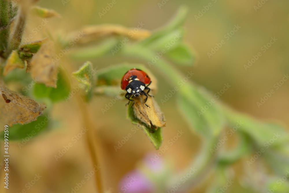 Sticker lıttle animals macro shotin the nature