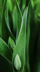 Obraz premium natural background in green tones with buds of tulips starting to bloom macro