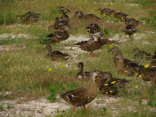 Wild ducks on a meadow in the grass, Azov sea, Ukraine © vofchok