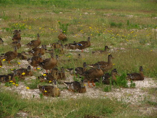 Wild ducks on a meadow in the grass, Azov sea, Ukraine