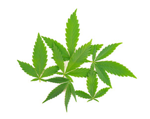 Cannabis leaves isolated on white background. Hemp leaf close up. Marijuana green leaf.