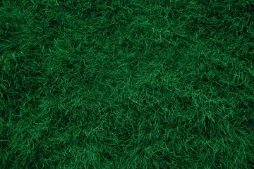 Papier Peint photo autocollant Herbe Texture et fond d& 39 herbe vert foncé
